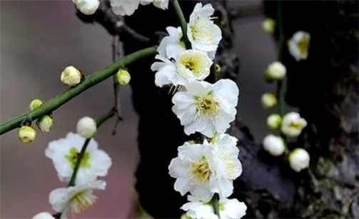 2023年2月5日元宵節安入戶門好不好 是吉利的安裝大門日嗎