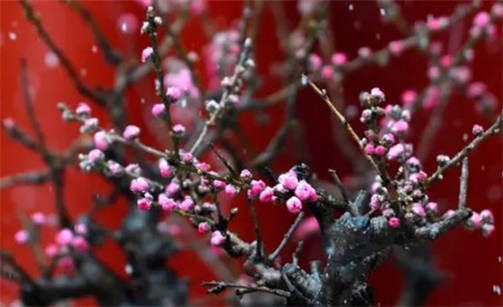 2023年2月8日動土開工好不好 是蓋房的好日子嗎