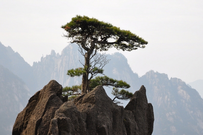 松樹